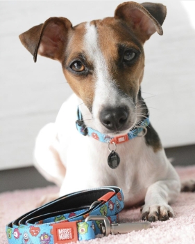 Max & Molly Smart ID Halsband - Missy Pop